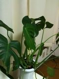 Monstera1